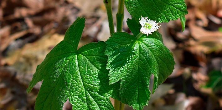 Hydrastis canadensis sinusite usos capsulas